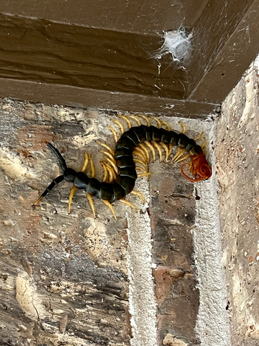 Giant Desert Centipede