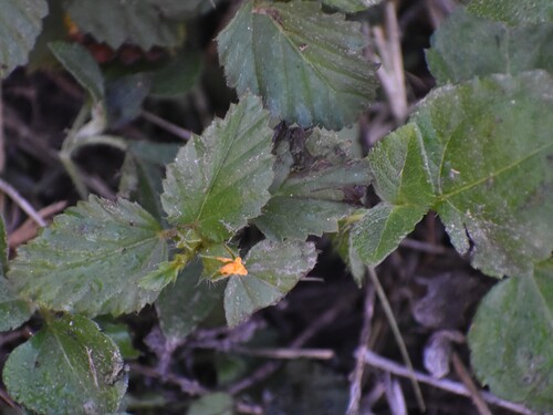 Malvastrum coromandelianum observed 2026-10-24
