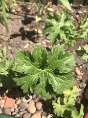 Geranium sylvaticum
