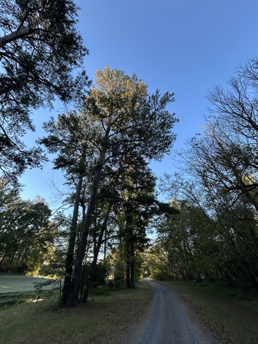 Pinus echinata, 2026-10-23