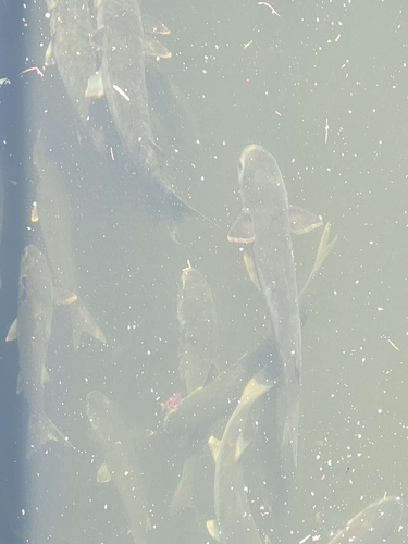 Mugil cephalus observed 2026-10-24