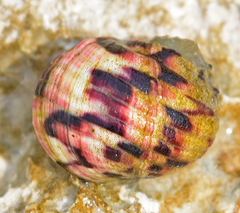 Nerita versicolor image