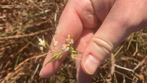 Vaccinium stamineum observed 2026-10-24