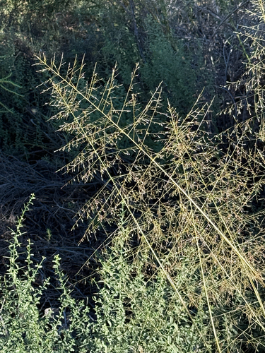 Alkali Sacaton