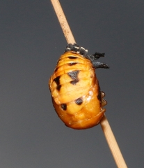 Coccinella transversalis
