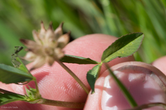 Trifolium hydrophilum