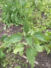 Urtica dioica