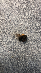 Bombus hypnorum