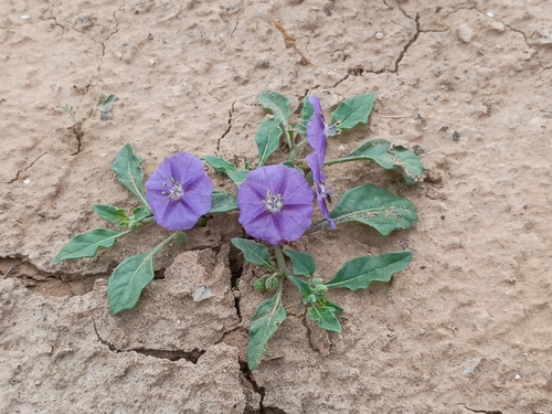 purple groundcherry