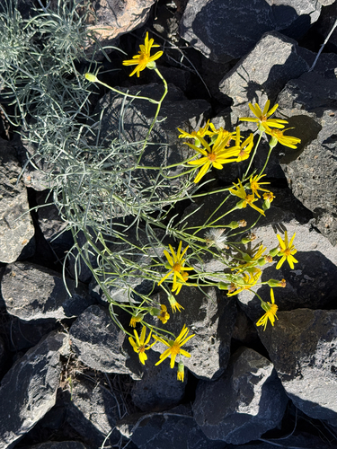 threadleaf groundsel