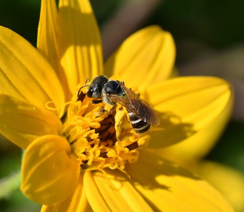 Halictus observed 2026-10-24