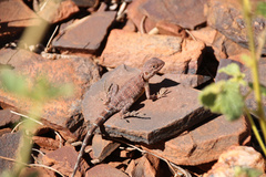 Ctenophorus caudicinctus