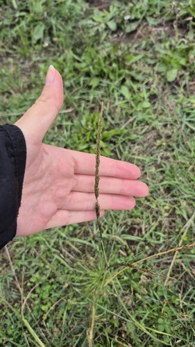Sporobolus indicus observed 2026-10-24
