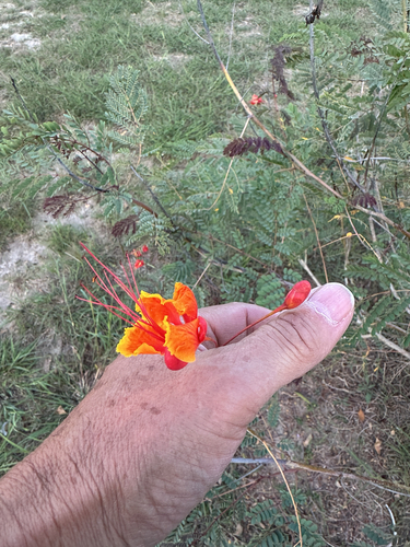 Caesalpinia pulcherrima observed 2026-10-24