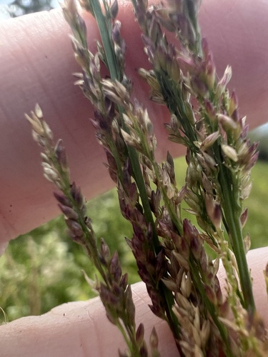 Coleataenia rigidula observed 2026-10-24