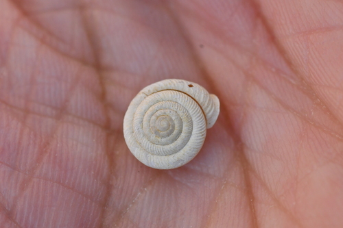 Polygyra observed 2026-10-24