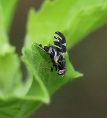 Sphaeniscus