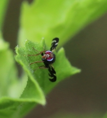 Sphaeniscus