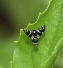 Sphaeniscus