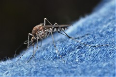Aedes camptorhynchus