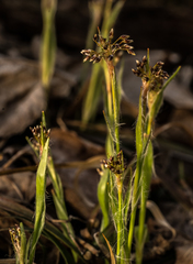 Luzula multiflora multiflora