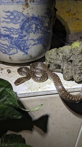 Lycodon capucinus observed 2026-10-25