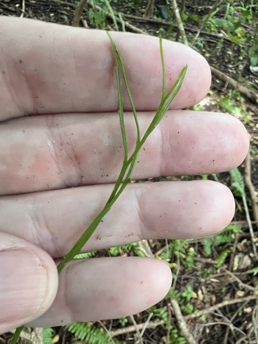 Psilotum nudum observed 2026-10-24