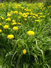 Taraxacum officinale