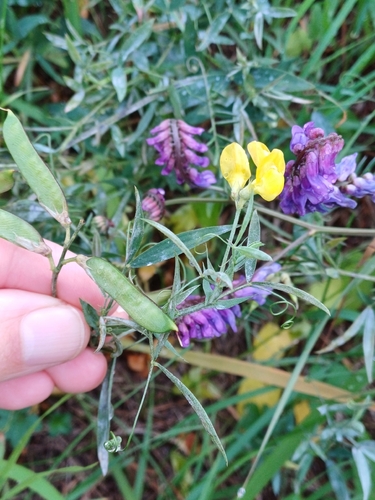 Lathyrus pratensis observed 2026-10-24
