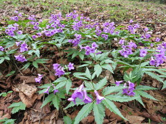 Cardamine glanduligera