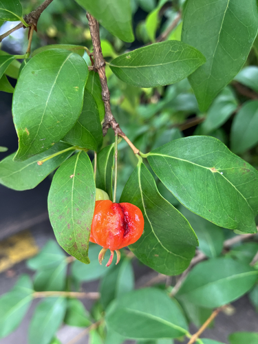 Eugenia uniflora observed 2026-10-24