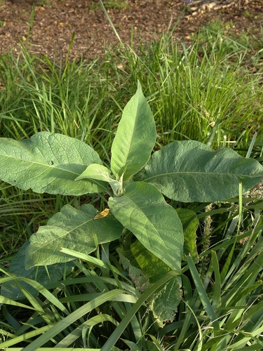 Solanum mauritianum observed 2026-10-25