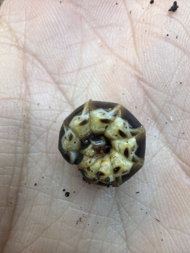 Phengodes