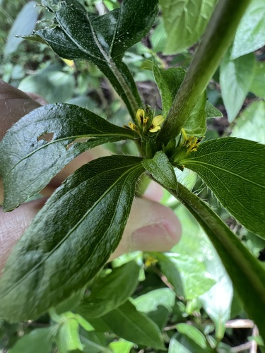 Synedrella nodiflora observed 2026-10-24