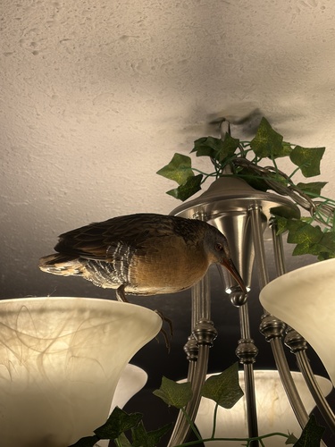 Virginia Rail
