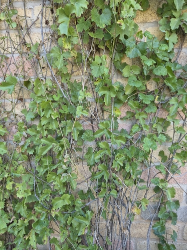 canyon wild grape