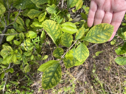 Pisonia aculeata observed 2026-10-24