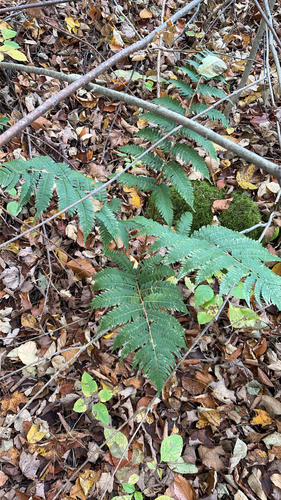Dryopteris goldieana observed 2026-10-15