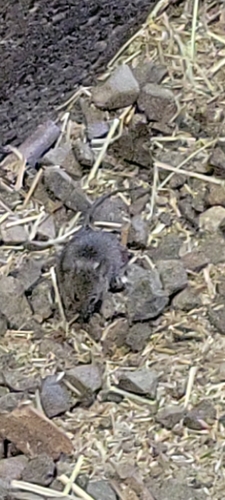 Western Deer Mouse