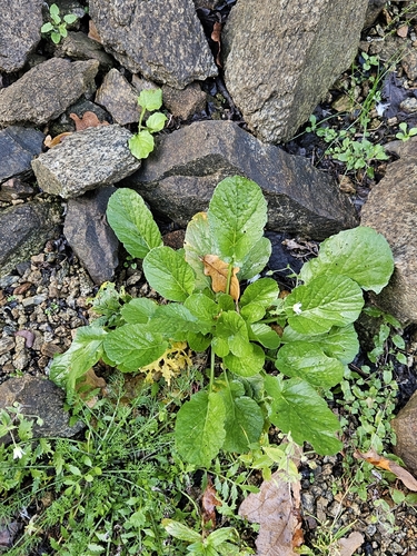 Barbarea stricta observed 2026-10-24