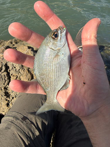 Kyphosus vaigiensis observed 2026-10-24