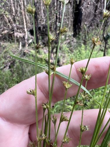 Scleria observed 2026-10-24