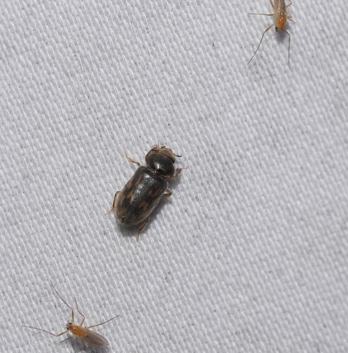 Heterocerus flindersi