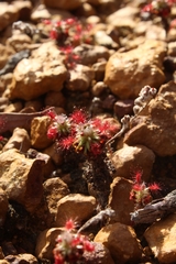 Drosera lasiantha