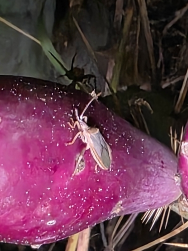 Cactus Coreid Bug