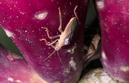 Cactus Coreid Bug