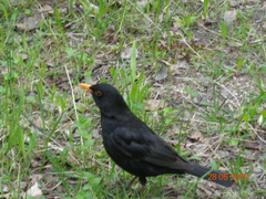 Turdus merula