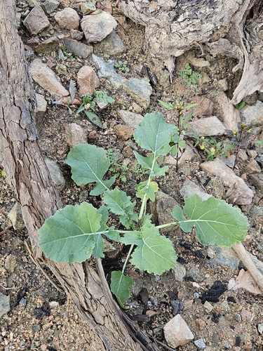 Brassica rapa observed 2026-10-24
