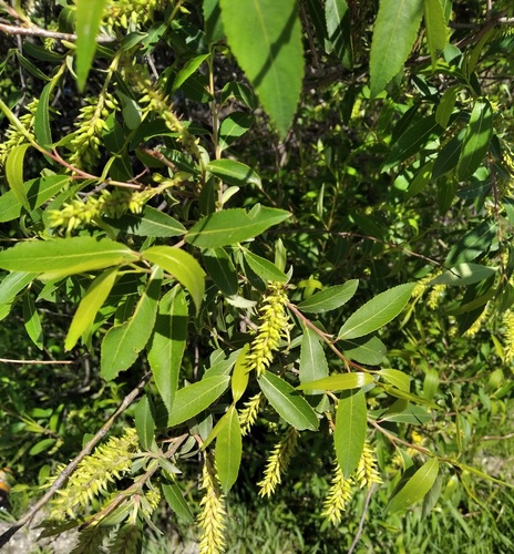Nippon willow (Salix nipponica)