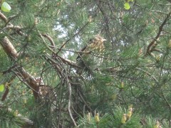 Turdus pilaris